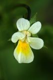 Viola arvensis