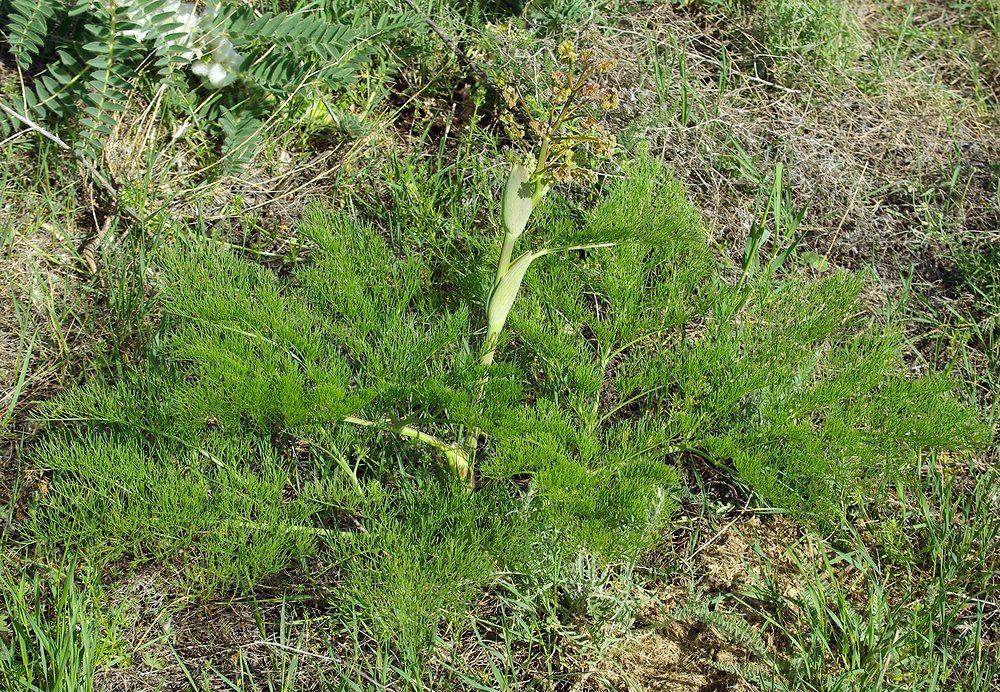 Изображение особи Ferula karatavica.