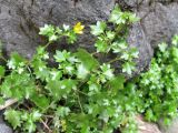 Saxifraga cymbalaria