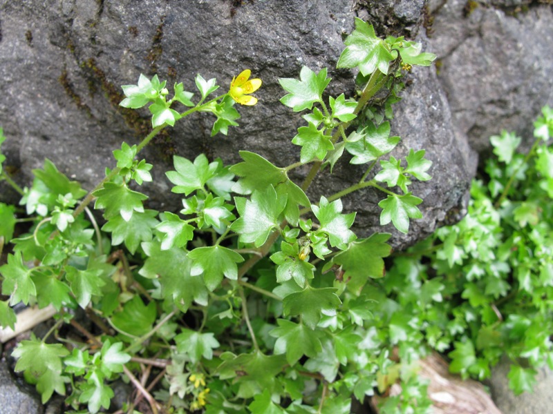 Изображение особи Saxifraga cymbalaria.