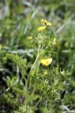 Ranunculus tenuilobus. Верхушка цветущего растения. Таджикистан, западный водораздел бассейна реки Лучоб южнее кишлака Касаторош. 21.04.2011.