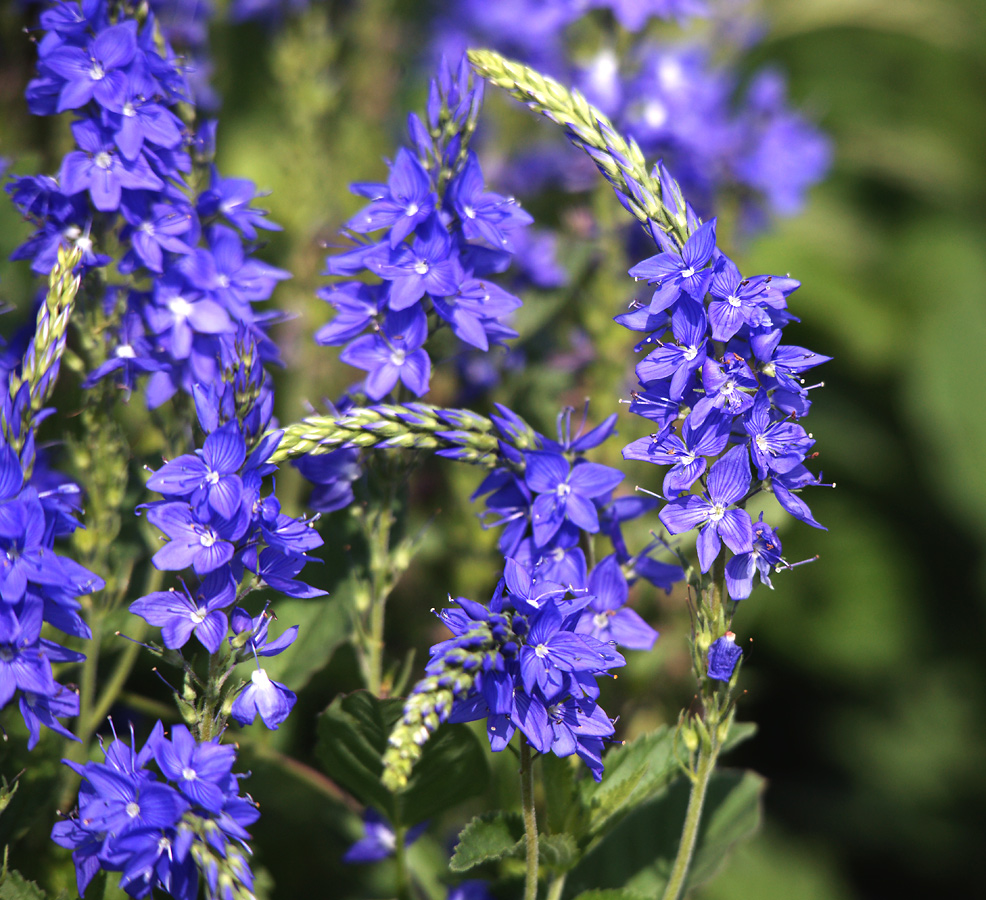 Image of Veronica teucrium specimen.