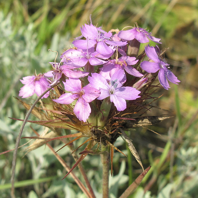 Image of Dianthus pseudarmeria specimen.