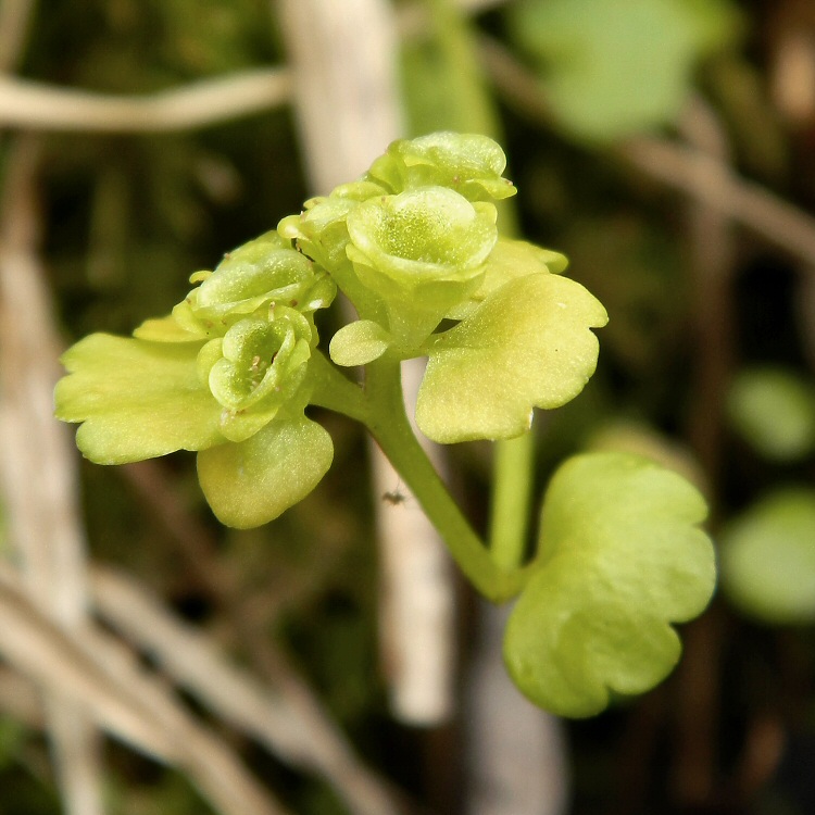 Image of genus Chrysosplenium specimen.