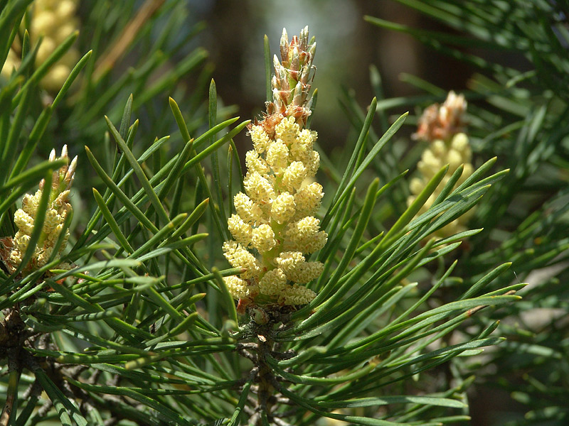 Изображение особи Pinus sylvestris.