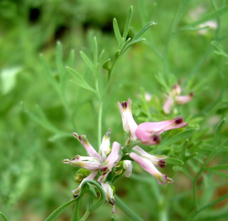 Image of Fumaria indica specimen.