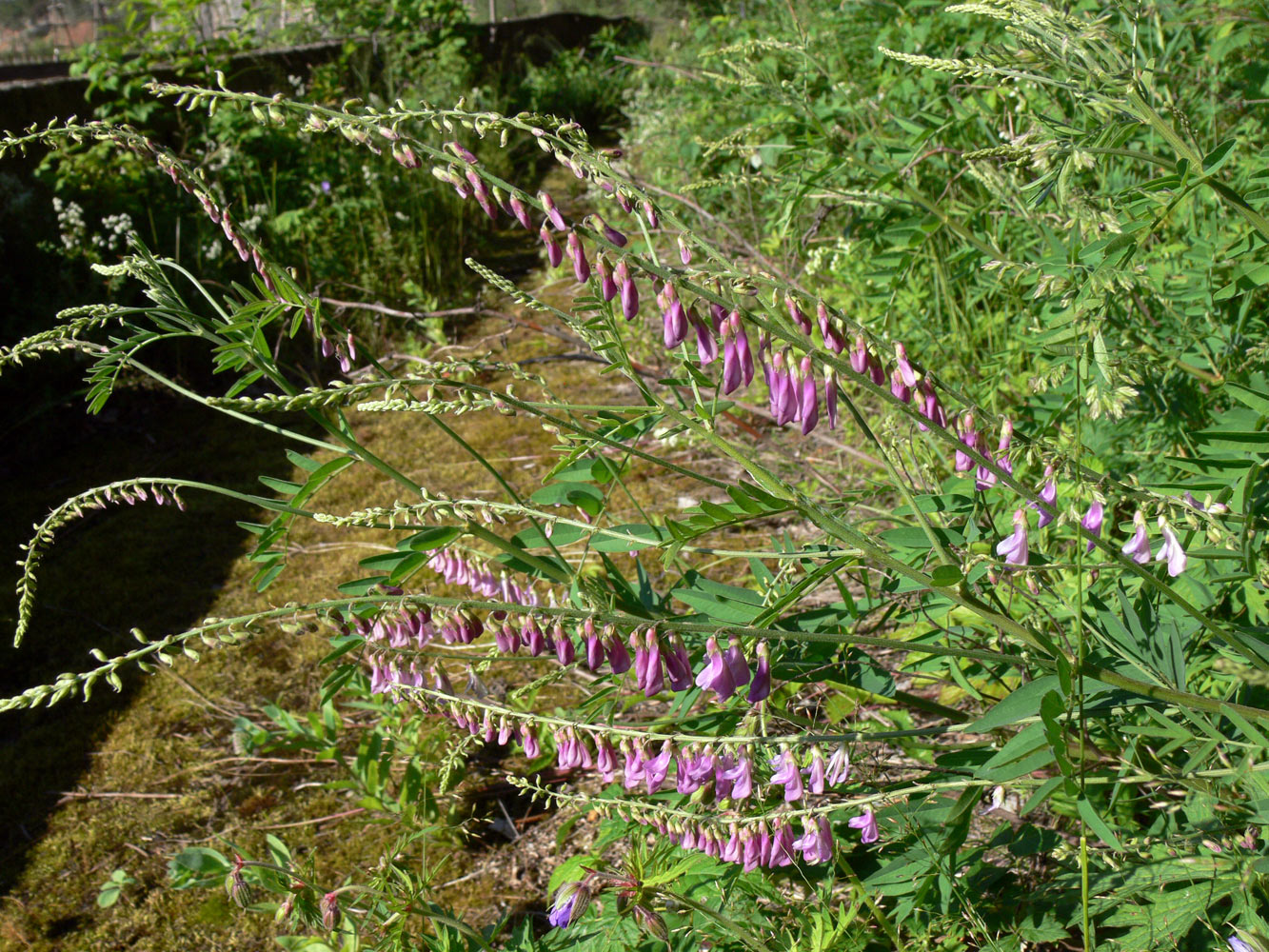 Изображение особи Hedysarum alpinum.