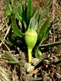 genus Carpobrotus. Плодоносящее растение. Израиль, Шарон, г. Герцлия, высокий берег Средиземного моря. 27.05.2008.