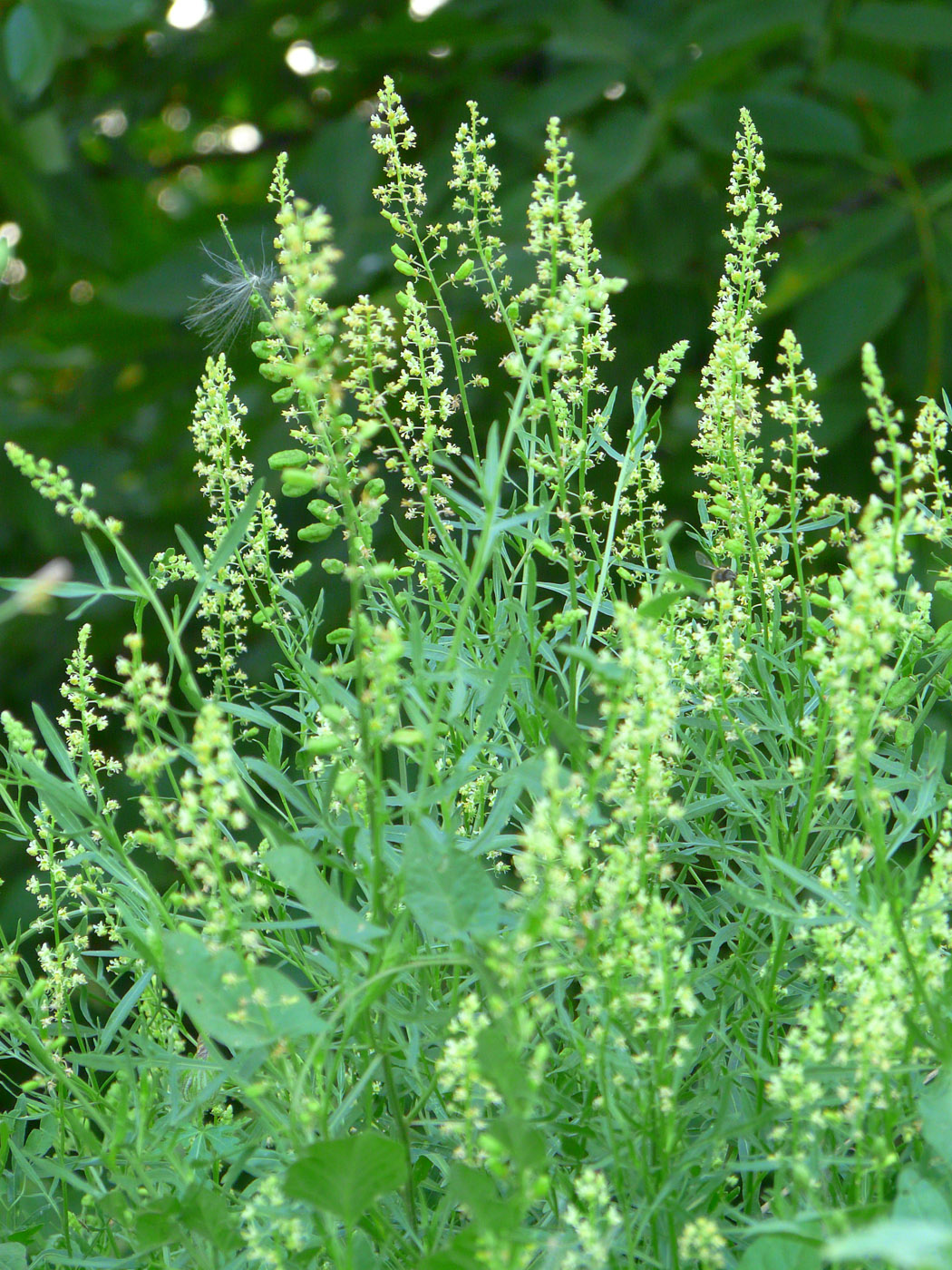 Image of Reseda lutea specimen.