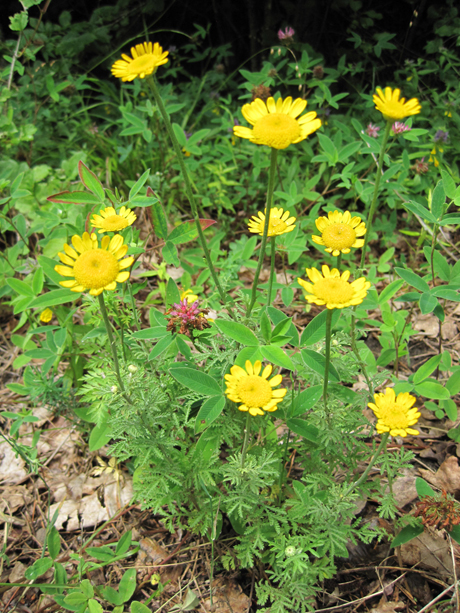 Изображение особи Anthemis tinctoria.