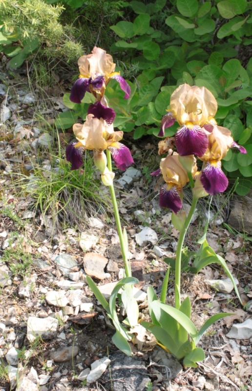 Изображение особи Iris &times; hybrida.