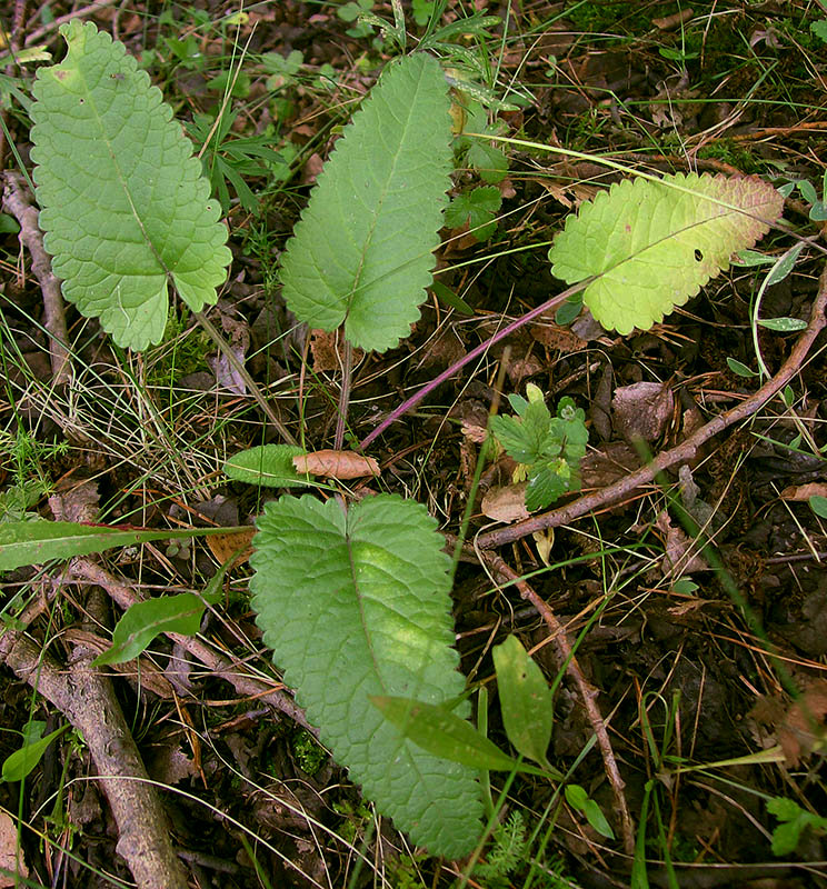 Изображение особи Betonica officinalis.