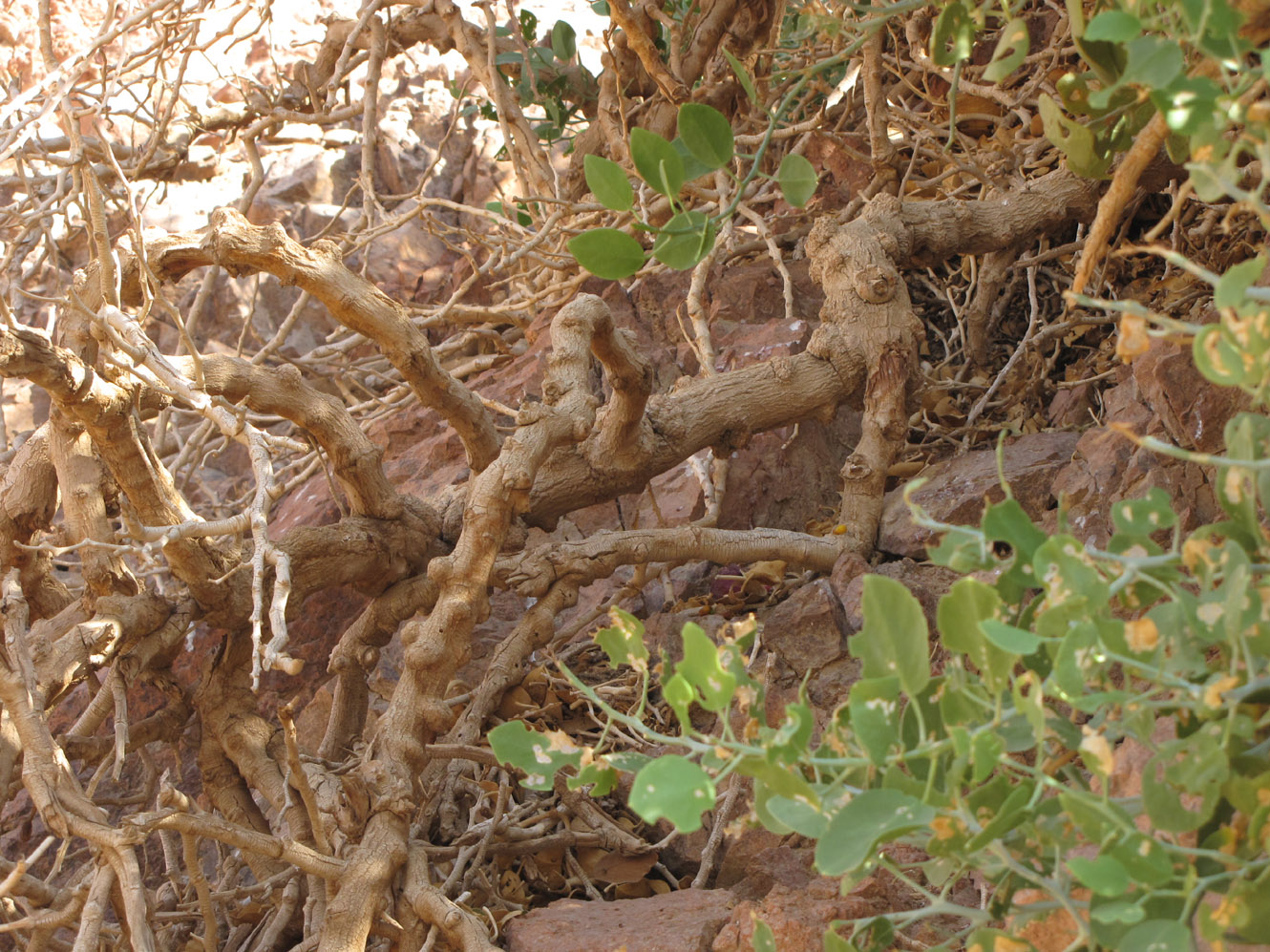 Image of Capparis cartilaginea specimen.