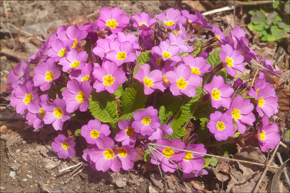 Image of Primula vulgaris specimen.