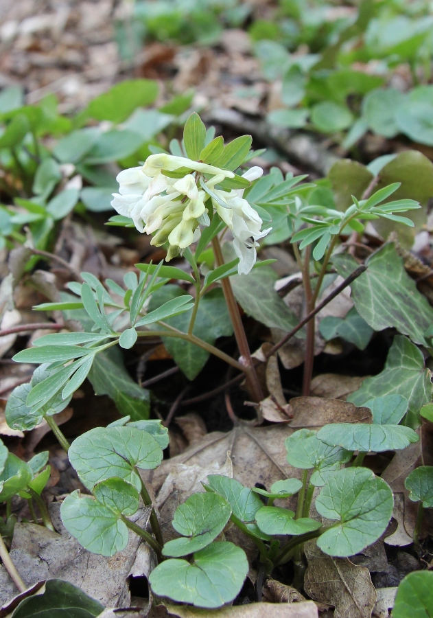 Изображение особи Corydalis teberdensis.