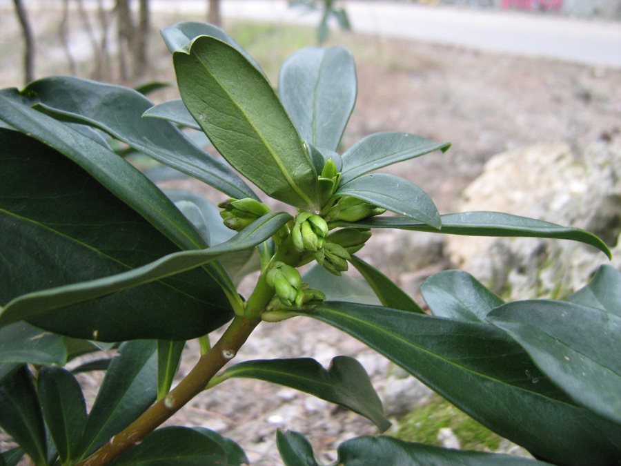 Изображение особи Daphne laureola.