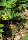 Gagea lutea