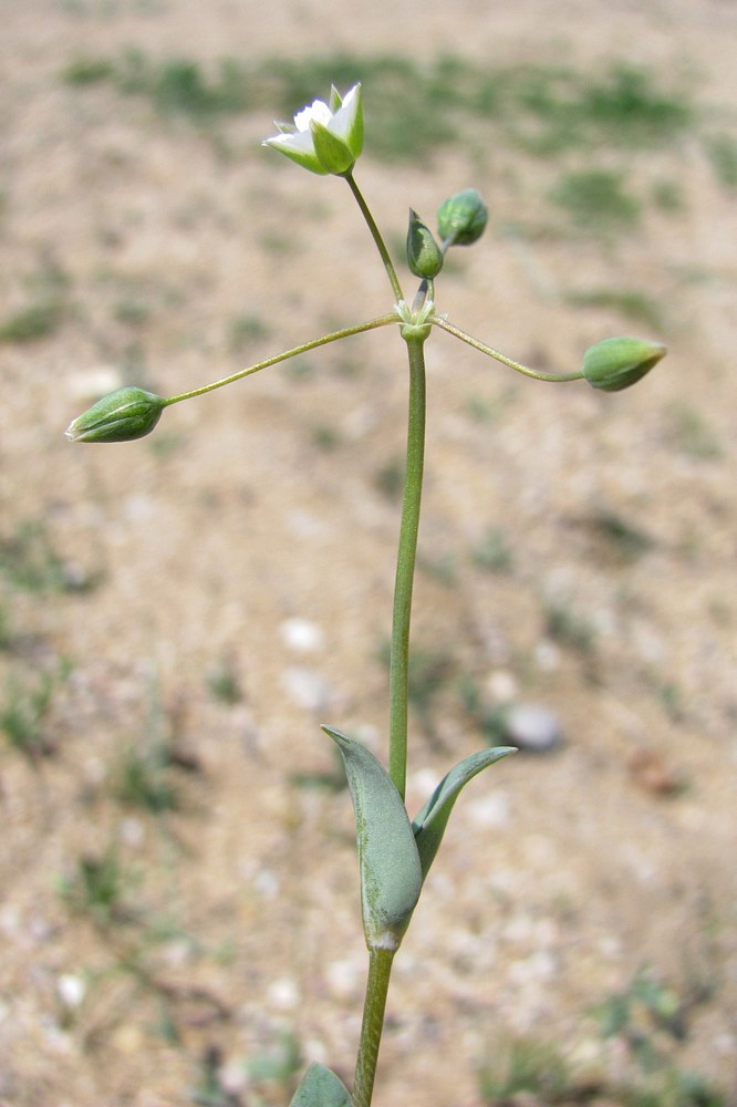 Image of Holosteum umbellatum specimen.