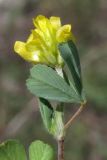 Trifolium dubium