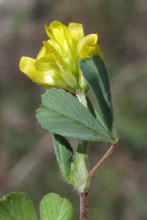 Изображение особи Trifolium dubium.