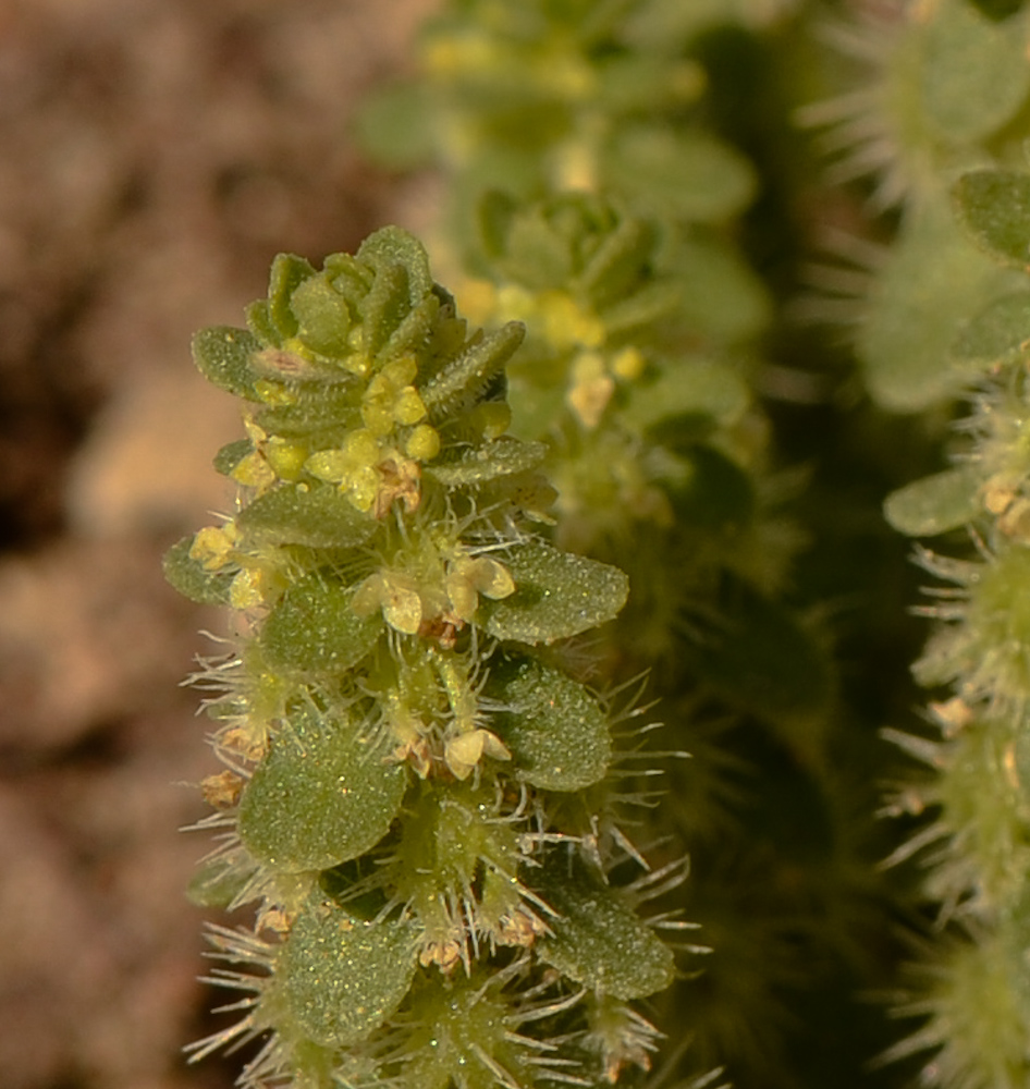 Image of Valantia muralis specimen.