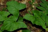 Arum maculatum