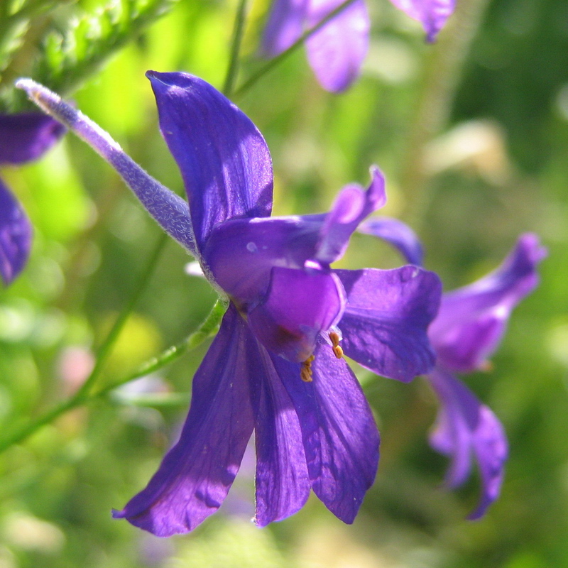 Image of Delphinium consolida specimen.