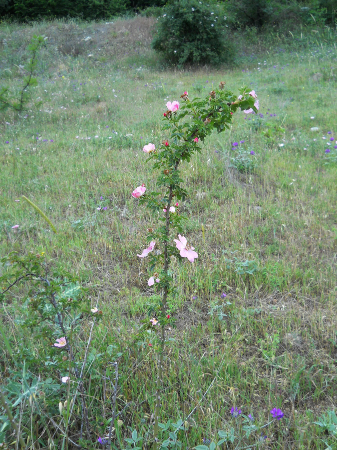 Image of genus Rosa specimen.