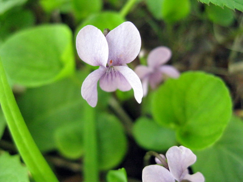 Image of Viola palustris specimen.