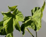 Rubus odoratus. Листья. Германия, г. Кемпен, в школе. 02.06.2012.