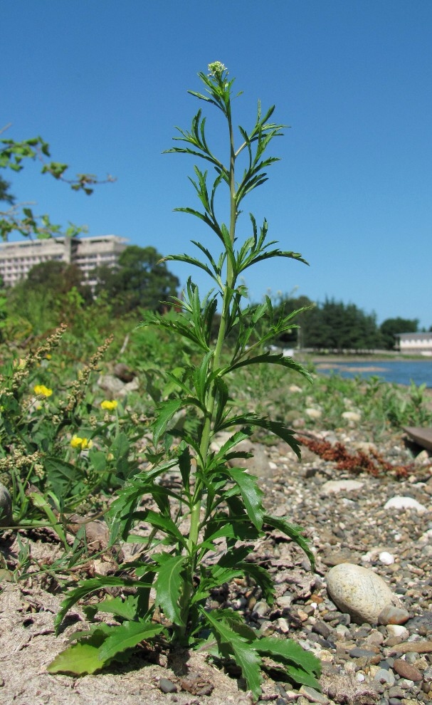 Image of Lepidium virginicum specimen.