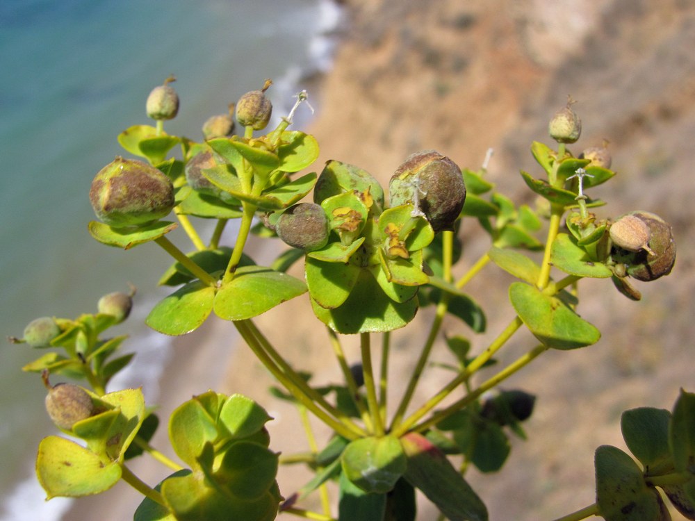 Изображение особи Euphorbia pseudoglareosa.