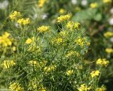 Sisymbrium loeselii