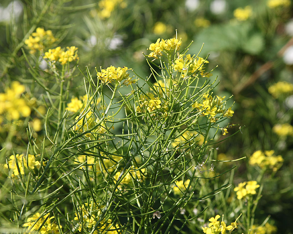 Image of Sisymbrium loeselii specimen.