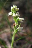 Goodyera repens