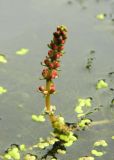 Myriophyllum sibiricum. Нераскрывшееся соцветие. Украина, Донецкая обл., Славянский р-н, окр. с. Богородичное. 12.07.2012.