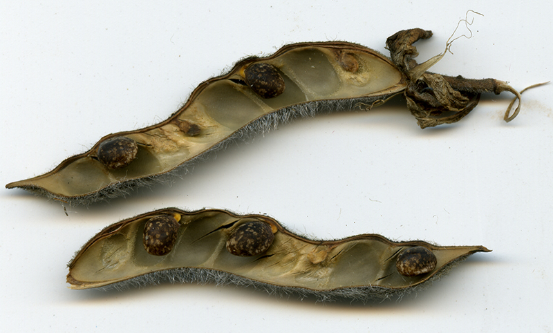 Image of Lupinus polyphyllus specimen.