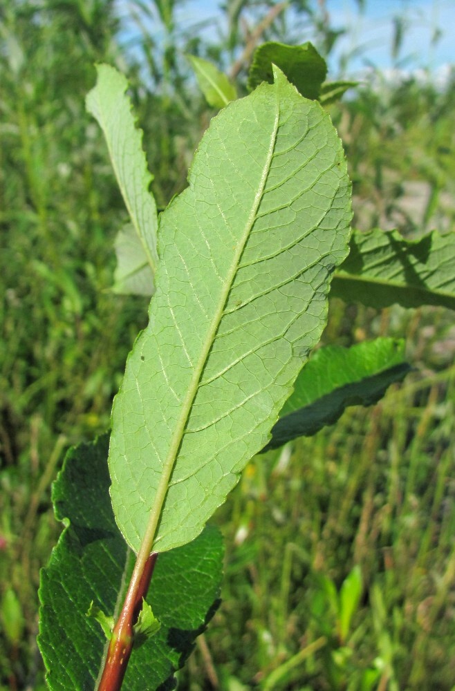 Image of Salix &times; tetrapla specimen.