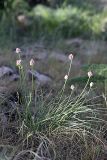 Allium inconspicuum. Цветущее растение. Южный Казахстан, горы Каракус. 20.04.2012.