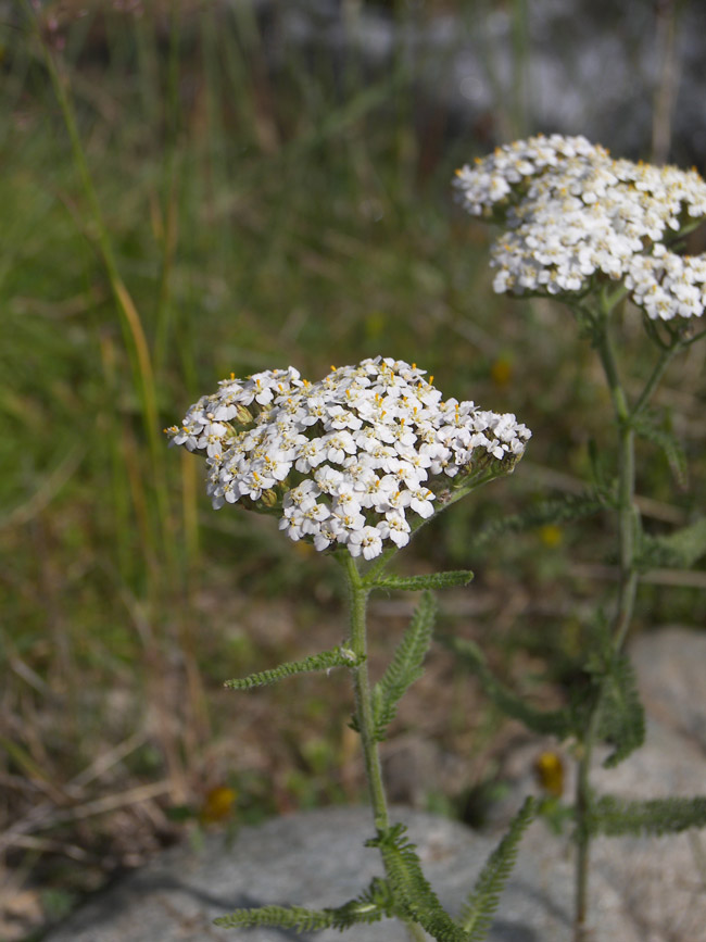 Image of Achillea millefolium specimen.