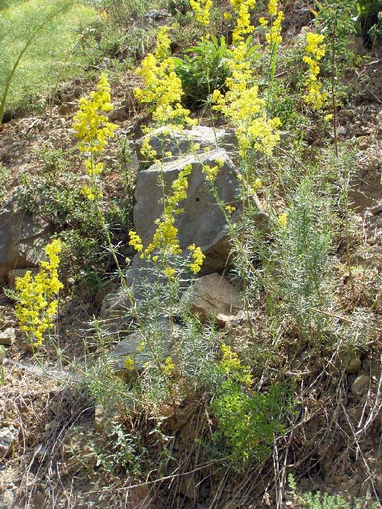 Image of Galium pamiro-alaicum specimen.