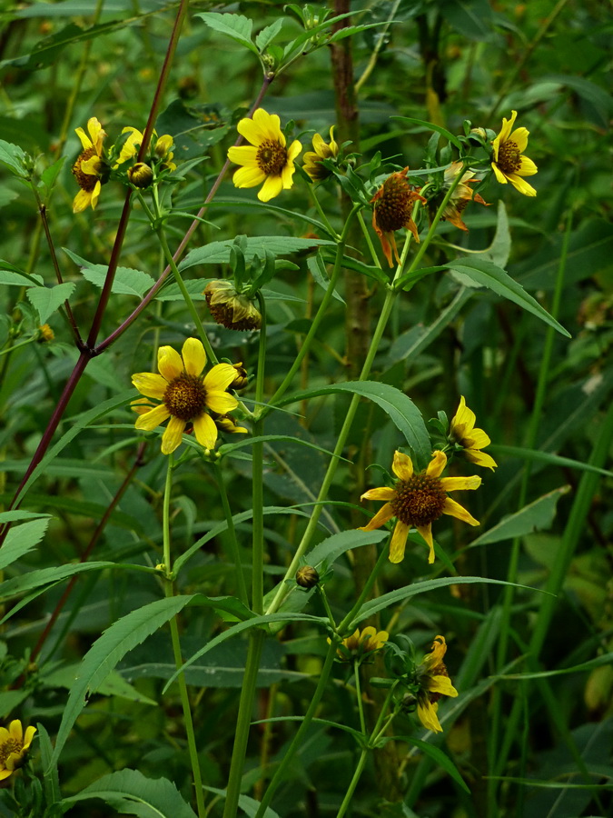 Изображение особи Bidens cernua var. radiata.