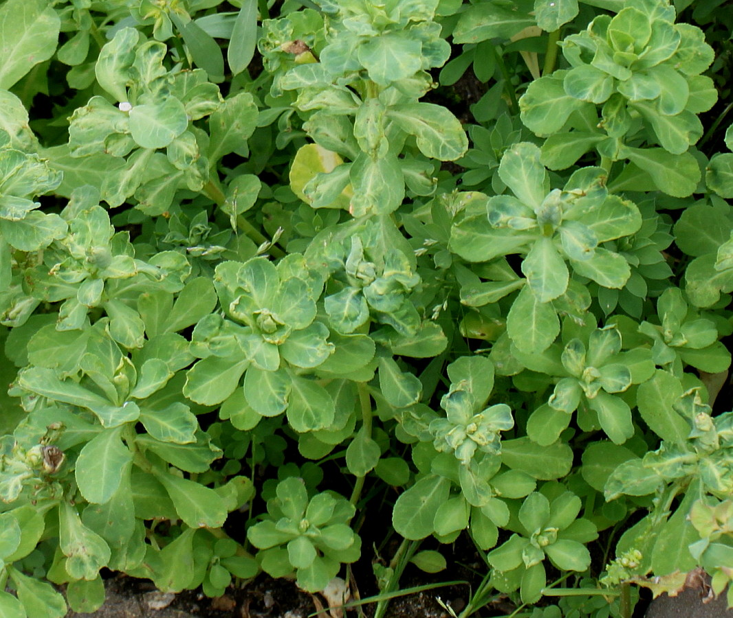 Изображение особи род Euphorbia.