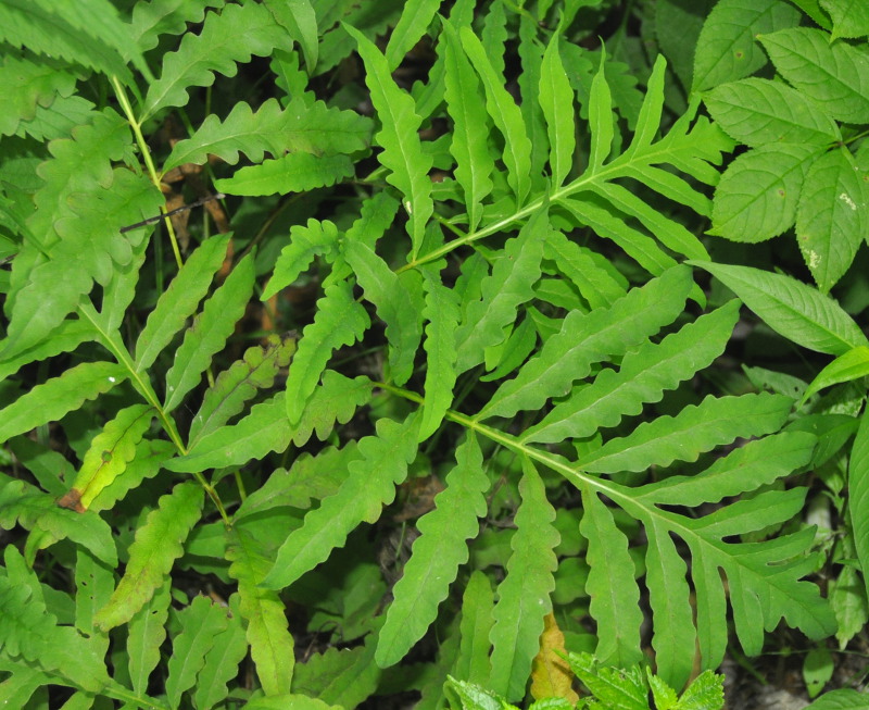 Image of Onoclea sensibilis specimen.