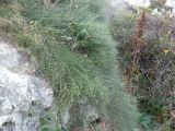 Ephedra distachya. Растения на обрыве прибрежной скалы (справа - плодоносящий Rumex). Крым, Тарханкутский п-ов, урочище Джангуль. 30.08.2012.