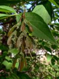 Acer negundo