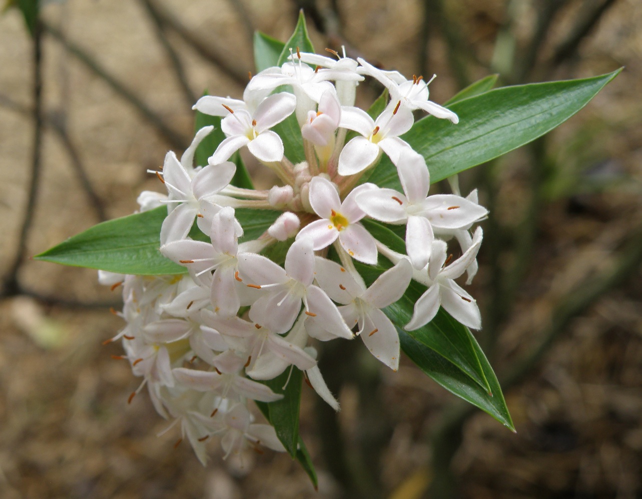 Image of Pimelea longifolia specimen.