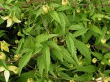 Clematis serratifolia