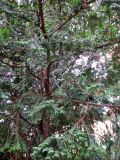 Taxus baccata. Средняя часть кроны. Венгрия, г. Будапешт, городской парк Варошлигет, территория замка Вайдахуняд. 01.09.2012.