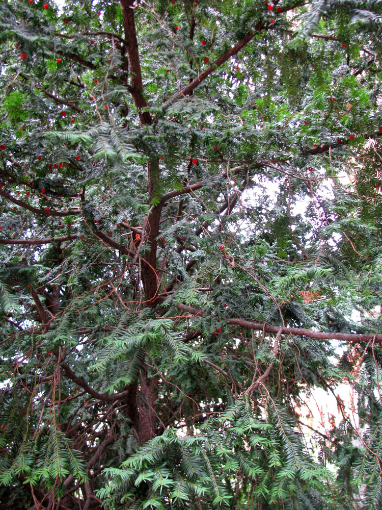 Image of Taxus baccata specimen.